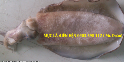 Mực lá, Mực trứng sông đốc – Cà mau