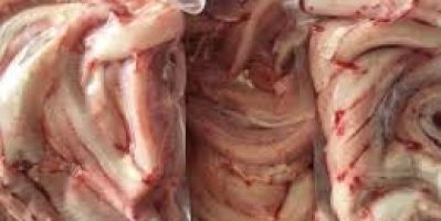HOT HOT HOT!!! TẶNG 1 BỊCH SỐT NƯỚNG MUỐI ỚT XANH KHI MUA 1KG CÁ NINJA