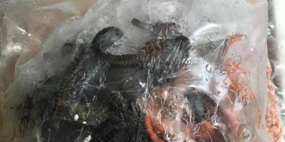Cung cấp hải sản khô, tươi sống…….cá ngựa tươi ngâm rượu