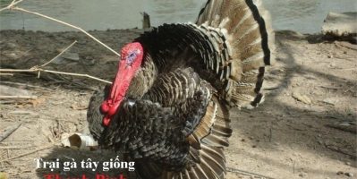 Trại gà tây Thanh Bình.Cung cấp gà tây thịt Giáng Sinh 2017