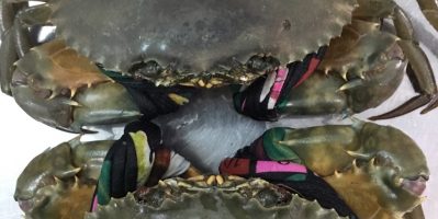 Cua Cà Mau giá 250k/1 kgs cua thịt,350k/1kgs cua gạch bao ngon