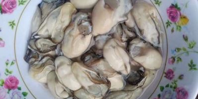 Ruột hào sữa tươi mập căng mọng sữa ngon bổ rẻ cho ace nhâm nhi đây