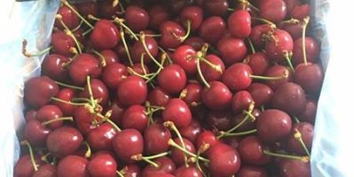 CHERRY ÚC NHẬP KHẨU – CHERRY HILL ORCHARD
