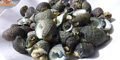 Những món ăn ngon chỉ từ ốc ngọt chỉ có ở Côn Đảo