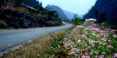 Du lịch Hà Giang ngắm hoa tam giác mạch