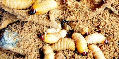 Cung Cấp Ghẹ Sữa, Còi Hàu Điếu, Đuông dừa… Giá Gốc.