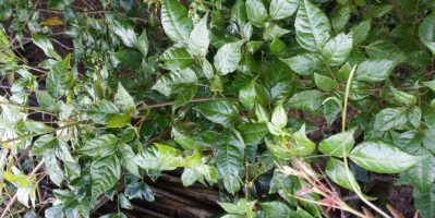 .CUNG CẤP SỈ SỐ LƯỢNG LỚN TRÀ DÂY RỪNG DẠNG TƯƠI VÀ THÀNH PHẨM