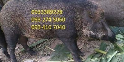 Heo Rừng – Heo Tộc – Nhím sạch sỉ lẻ