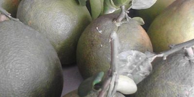 Bưởi Da Xanh Tân Triều