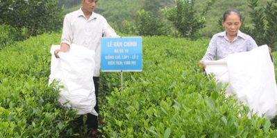 Chè Thái Nguyên Định Hóa trồng gần 170ha chè