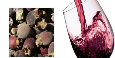 Rượu sim Phú Quốc-Ấm nồng thứ trái cây màu tím biếc trên đảo