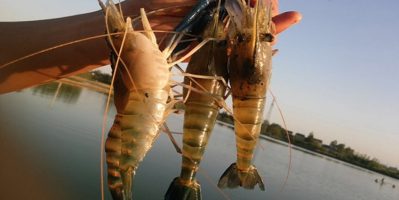 Cung cấp tôm càng xanh, cua thịt, cua gạch sỉ và lẻ …