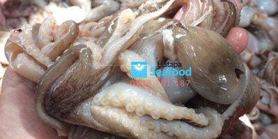 Bạch tuộc đông lạnh giá tận gốc, hải sản bạch tuộc chất lượng giá rẻ