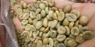 cung cấp nhân sống cafe chất lượng cao