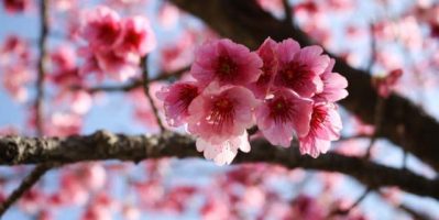 Không khí lãng mạn mùa hoa nở tại Sapa