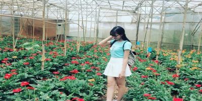 Trải Nghiệm Làng Hoa Vạn Thành Cùng Vô Vàn Đóa Hoa Tươi Thắm