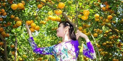 Ở miền Tây sông nước có những vườn trái cây nào hấp dẫn