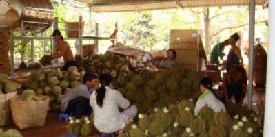 Sầu riêng kem, Sầu riêng múi – Sản phẩm mới của Trang trại Ba Đảo