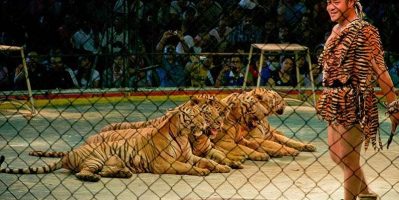 Vườn Thú Tiger Zoo Và Những Điều Có Thể Bạn Chưa Biết