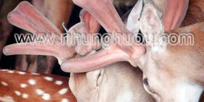 Nhung Hươu, Nhung Nai giá tốt nhất tại TPHCM