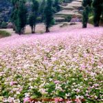 tour  hà giang 3 ngày 2 đêm