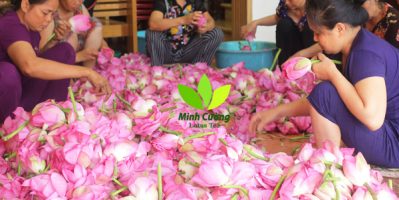 Thưởng thức trà ướp sen hồ tây tuyệt phẩm làm từ ngàn bông sen