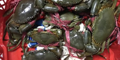 Cua Cà Mau Năm Căn chính gốc đảm bảo chất lượng