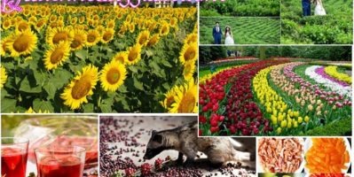 Những Địa Điểm Chụp Ảnh Cưới Đẹp Tại Đà Lạt