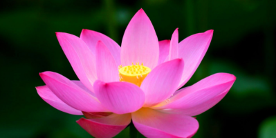 100% nguyên chất từ bông hoa sen – Trà hoa sen Huế