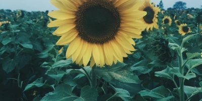 Top 10 Địa Điểm Ngắm Hoa Hướng Dương Đẹp Nhất Việt Nam