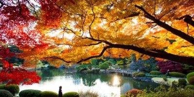 Khám Phá Những Công Viên Đẹp Nhất Tokyo