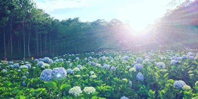 Những Cánh Đồng Hoa Cẩm Tú Cầu Ở Đà Lạt