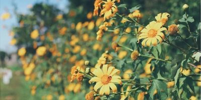 Tháng 11 Đà Lạt Đẹp Mê Mẩn 3 Loài Hoa Dại Rực Rỡ