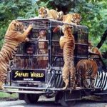 Chùa chiền Du lịch Bangkok đáp ứng hầu hết khẩu vị của khách du lịch