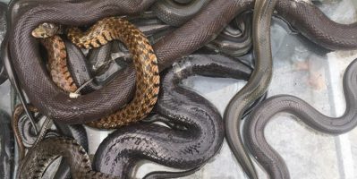 Rạch Giá – Bán rắn, chim, cò,… đủ món cho dân nhậu