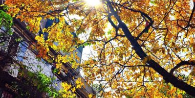 Thu Về Trên Khắp Hà Nội