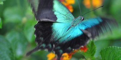 Thăm công viên công viên Bướm và Vương Quốc Côn Trùng