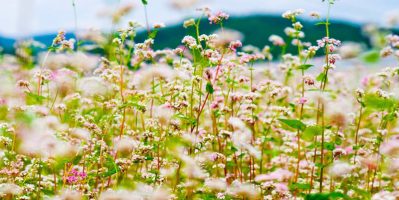 Vấn vương mùa hoa tam giác mạch tràn ngập dẻo cao