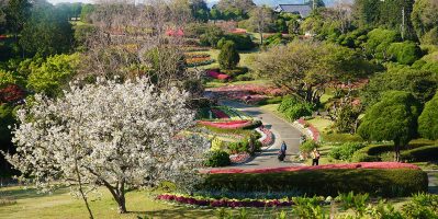 Hòn Đảo Ở Nhật Bản Trồng Hoa Quanh Năm Để Hút Khách Du Lịch