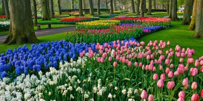 Tour Du lịch Hà Lan tết âm lịch 2020 Khám phá xứ sở hoa Tulip
