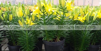 Tuấn Nguyên Corp – Chuyên cung cấp hoa ly Đà Lạt chất lượng, uy tín