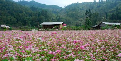 Du Lịch Hà Giang 2 Ngày 3 Đêm Giá Rẻ