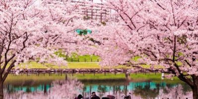 Ngắm Hoa Anh Đào Tuyệt Đẹp Tại Nagano Và Niigata