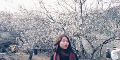 Đến Mộc Châu Ngắm Thiên Đường Hoa Mơ Trắng