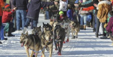 Hành Trình Du Lịch Trượt Chó Sled Alaska