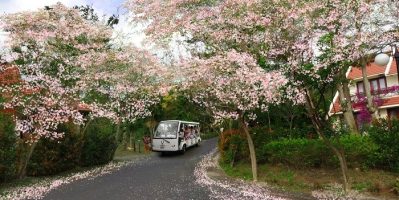 Địa Điểm Ngắm Mai Anh Đào Vũng Tàu Đẹp Đến “mê Hồn”