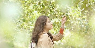 Chỉ từ 15k, thả ga “càn quét” VƯỜN TÁO NÔNG NGHIỆP sai trĩu cành