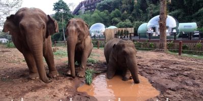 Đến Thái Lan Khám Phá Những Chú Vui Từ Ngôi Nhà Bong Bóng