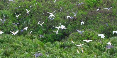 Du lịch Bến Tre miền quê bình yên rợp bóng dừa xanh