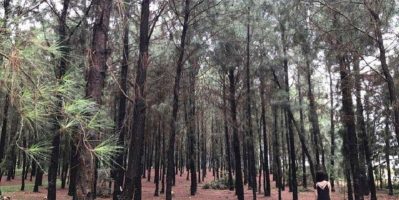 Kinh nghiệm đi khu sinh thái Thiên Phú Lâm Sóc Sơn từ A-Z